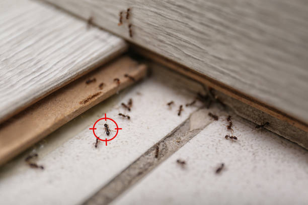 Best Affordable Pest Control Services  in Anza, CA