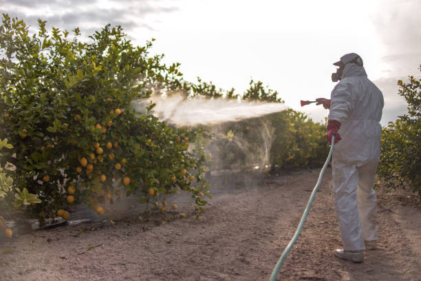 Best Bed Bug Extermination  in Anza, CA