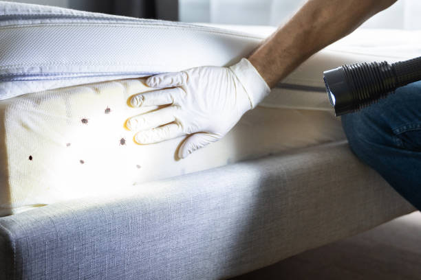 Best Pest Control Near Me  in Anza, CA