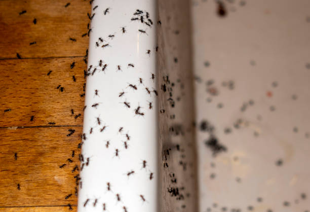 Best Pest Inspection Near Me  in Anza, CA