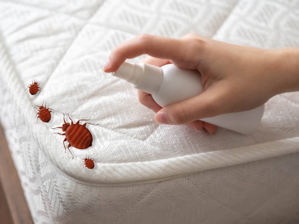 Best Residential Pest Control  in Anza, CA