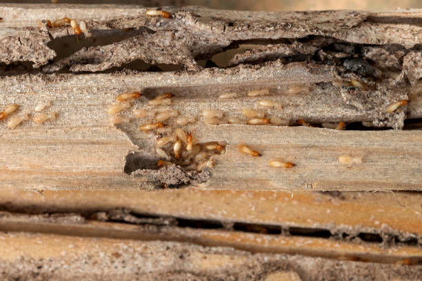 Best Termite Control Services  in Anza, CA