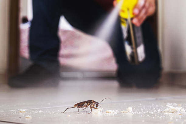 Best Rodent Control Near Me  in Anza, CA