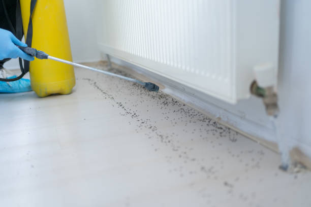 Best Ant Control Services  in Anza, CA