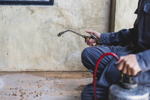 Best Wasp Removal Services  in Anza, CA